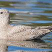 Thayer's Gull